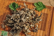 艾草可以治療濕疹嗎？艾葉如何治療濕疹？