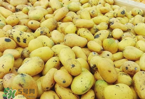 芒果爛了一點能吃嗎？芒果爛了一半還能吃嗎？