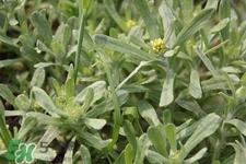 艾草能治療蕁麻疹嗎？艾草可以治療蕁麻疹嗎？