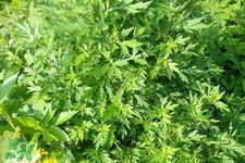 艾草可以治痛經(jīng)嗎？艾草能治月經(jīng)不調(diào)嗎？