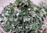 艾草可以治感冒嗎？艾草如何治療感冒？