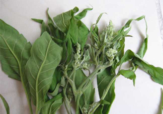 艾草可以治療宮寒嗎？艾草泡腳能治宮寒嗎？