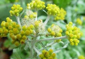 清明菜開花了能不能吃？清明菜怎么吃？