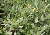 艾草能治療蕁麻疹嗎？艾草可以治療蕁麻疹嗎？