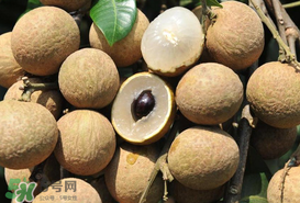 枇杷和龍眼能一起吃嗎？枇杷和桂圓能一起吃嗎？