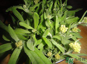 清明菜可以種植嗎？清明菜怎么種植？
