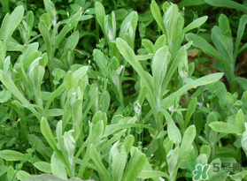 清明菜可以種植嗎？清明菜怎么種植？