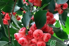 蓮霧是低糖水果嗎？蓮霧含糖量高嗎？