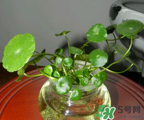 金錢草怎么養(yǎng)？金錢草好養(yǎng)嗎？