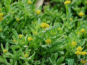 吃清明草有什么好處？清明草的功效與作用