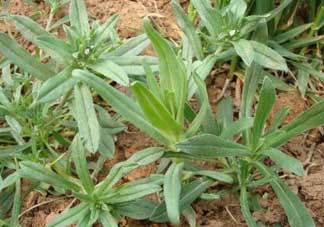 清明菜可以種植嗎？清明菜怎么種植？