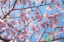 2017清明節(jié)會(huì)下雨嗎？清明節(jié)下雨會(huì)下幾天？