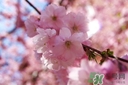 2017清明節(jié)會(huì)下雨嗎？清明節(jié)下雨會(huì)下幾天？