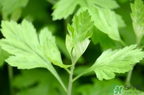 清明菜是什么？清明菜和艾草的區(qū)別 