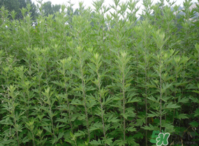 清明菜是什么？清明菜和艾草的區(qū)別 