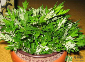 清明菜是什么？清明菜和艾草的區(qū)別 