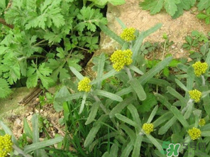 清明菜是發(fā)物嗎？清明菜是不是發(fā)物？
