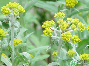 清明菜是發(fā)物嗎？清明菜是不是發(fā)物？