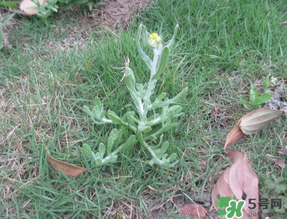 清明菜不能和什么同吃？清明菜和什么相克？