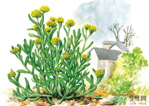 清明草叫什么？清明草有幾種？