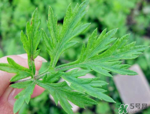 清明草是艾草嗎？清明菜是什么草？