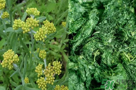清明草能吃嗎？清明草花可以吃嗎？