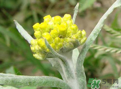 清明草能吃嗎？清明草花可以吃嗎？