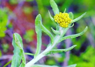 清明菜是發(fā)物嗎？清明菜是不是發(fā)物？