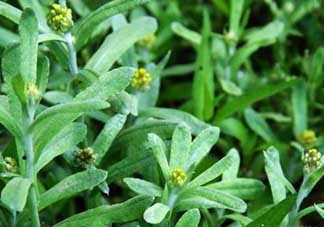 清明菜能治哮喘嗎？清明菜可以治哮喘嗎？
