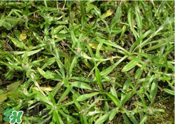 清明草可以做菜吃嗎？清明草能炒來吃嗎？