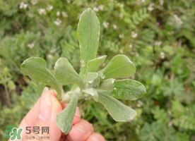 清明草可以曬干嗎？清明草曬干有什么功效？