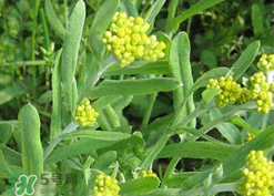 清明草可以種植嗎？清明草怎么種植？
