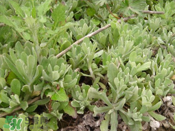 清明草可以種植嗎？清明草怎么種植？