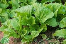 春分吃春菜有什么好處？春菜有什么營養(yǎng)價值？