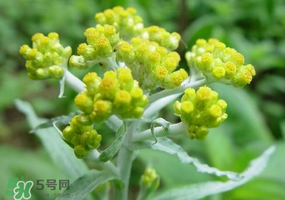 清明花粑粑怎么做？清明花粑粑的做法