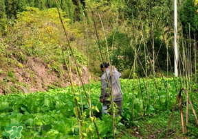 清明節(jié)種什么菜？清明節(jié)前后種什么菜？