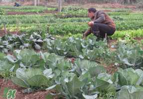 清明節(jié)種什么菜？清明節(jié)前后種什么菜？