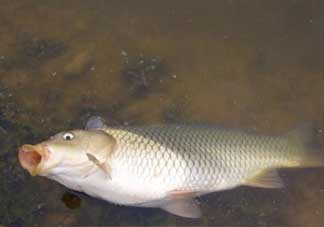 春分能夜釣嗎？春分能釣鯉魚嗎？