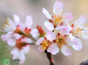 櫻桃需要授粉樹嗎？櫻桃需要什么授粉樹？