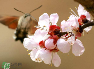 櫻桃需要授粉樹嗎？櫻桃需要什么授粉樹？