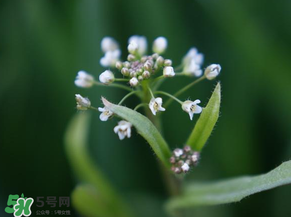 薺菜什么時候開花？薺菜花什么時候采？