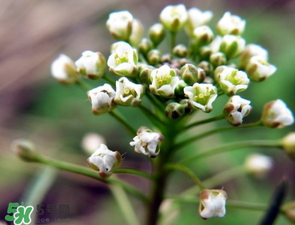 薺菜什么時候開花？薺菜花什么時候采？