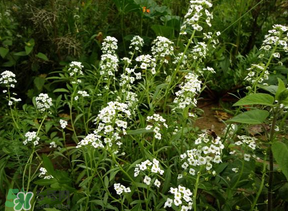 薺菜花可以泡茶嗎？薺菜花泡茶喝有什么功效？