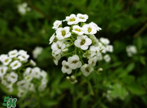 薺菜花可以泡茶嗎？薺菜花泡茶喝有什么功效？