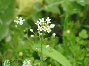 薺菜花可以泡茶嗎？薺菜花泡茶喝有什么功效？