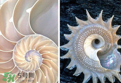 珍珠貝母表盤(pán)好嗎？珍珠貝母表盤(pán)耐用嗎？