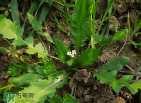 便秘能吃薺菜嗎？便秘可以吃薺菜嗎？