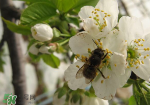 櫻桃怎么授粉？紅燈櫻桃怎么授粉？