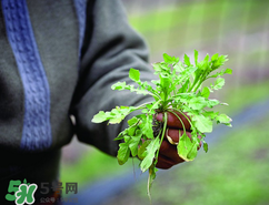 糖尿病人能吃薺菜嗎？糖尿病人可以吃薺菜嗎？