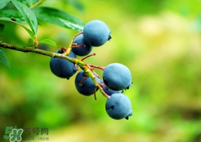 藍(lán)莓一天吃多少為宜？藍(lán)莓每天吃多少合適？
